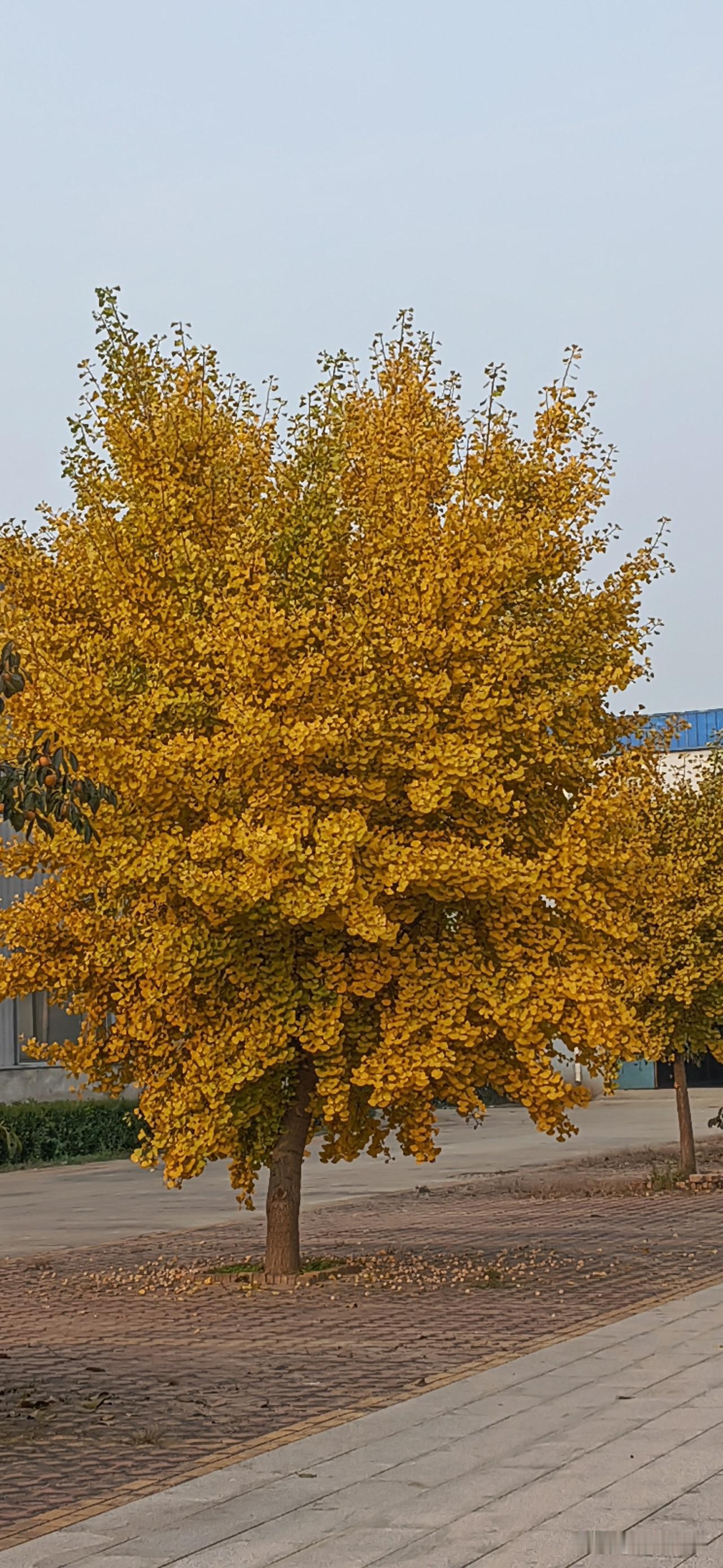 可以分享一张秋景树叶的照片吗