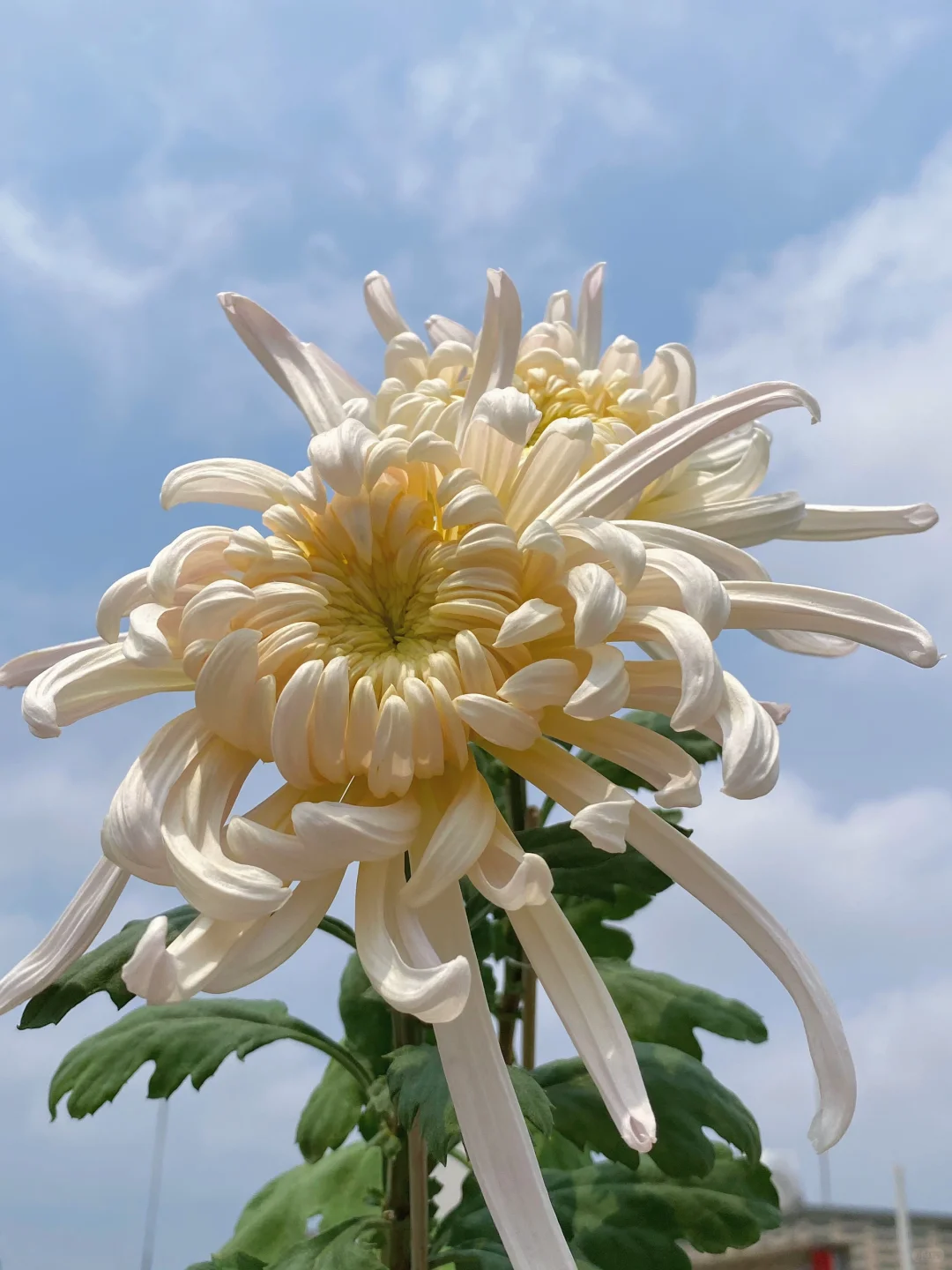 好消息：菊花复花成功！坏消息：温度直达30