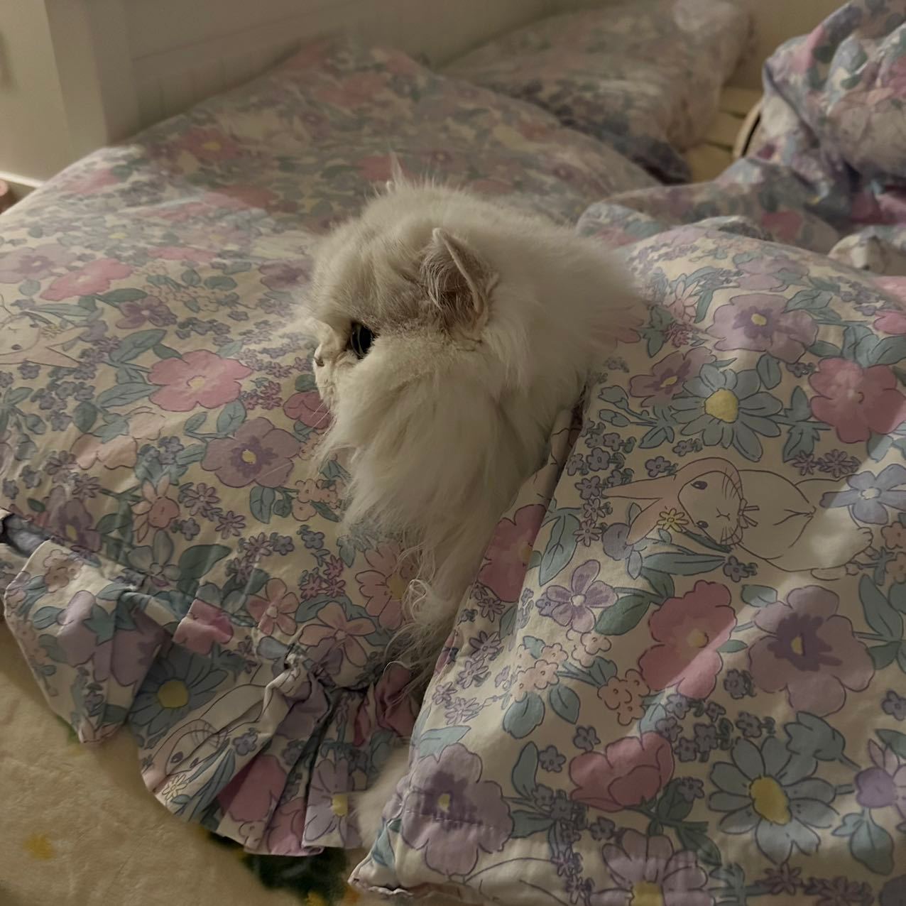 又是可以吸扭扭的一天#辣椒家新家回访##银渐层##英国长毛猫# ​​​