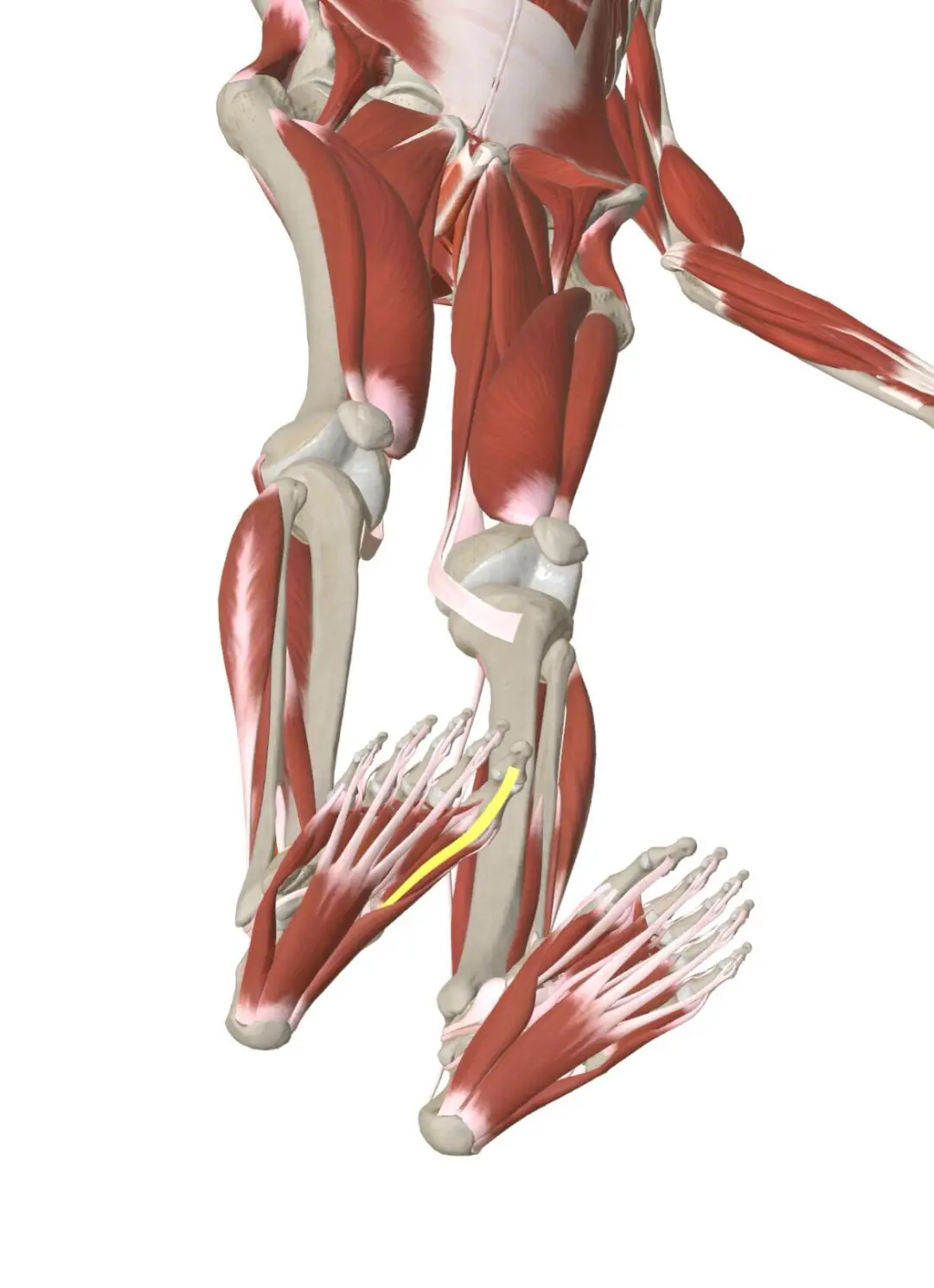 足𧿹指对膝、髋、腰椎功能的影响 第一跖趾关节（在后文中，第一跖趾关节...