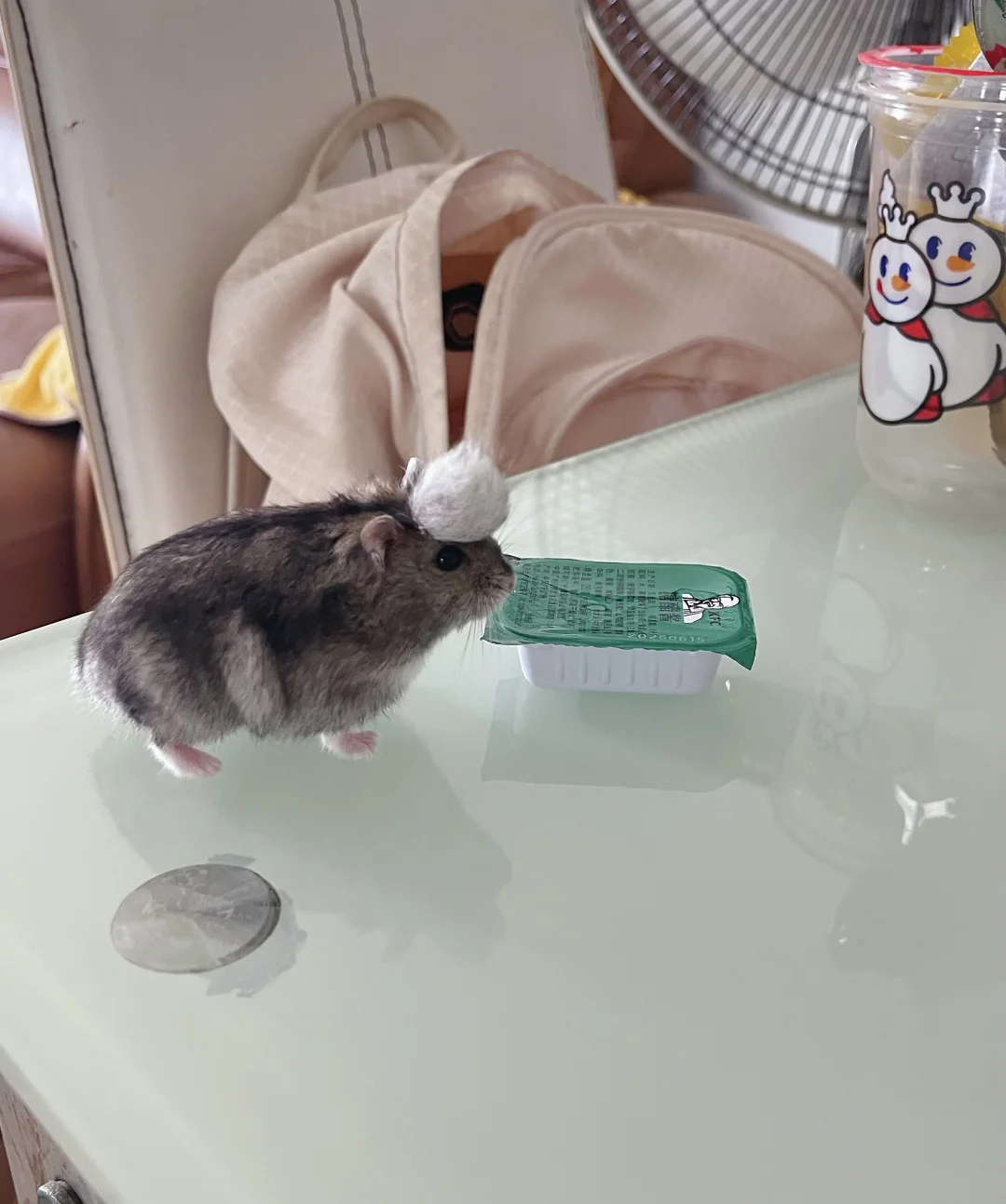 鼠鼠的圣诞帽