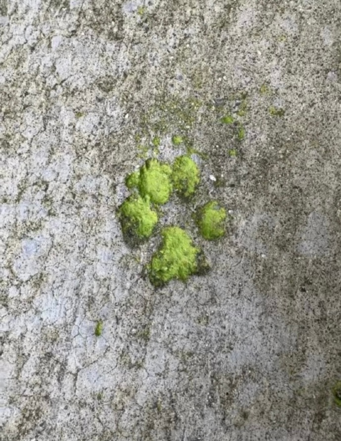 汗脚小狗踩过的路be like