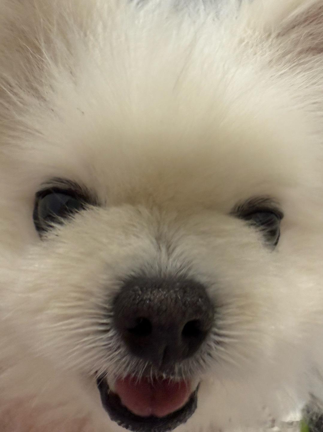 我常常会纠结小狗的小脑袋瓜会不会记得我们已经认识七年了呢？但也无所谓啦因为它一直