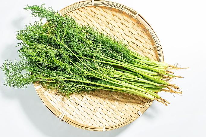 茴香的4大好处，常吃脾胃舒服、身体暖和
 
茴香是药食同源的好食材，不管是茎叶还