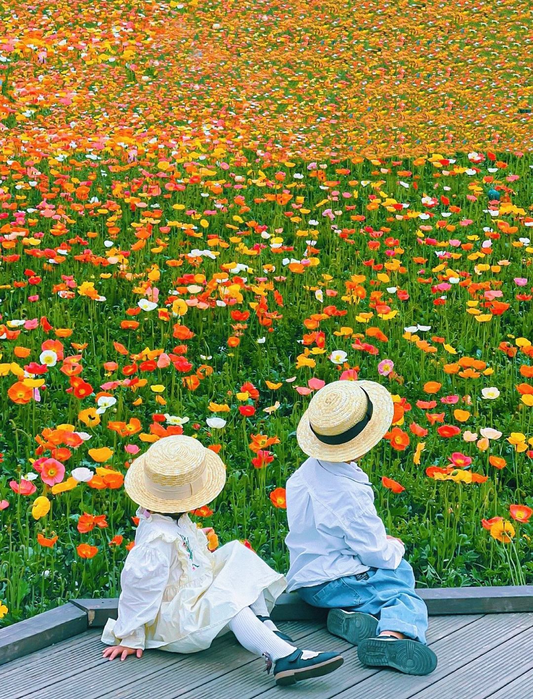 成都0元拍照🌼满山坡的虞美人简直美爆了~