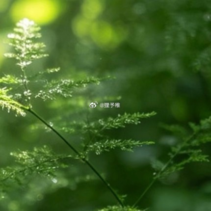 0000林梢拾光，素心自安阳光穿透层层树荫，散落成漫天浮动的光斑，轻覆在纤细的枝
