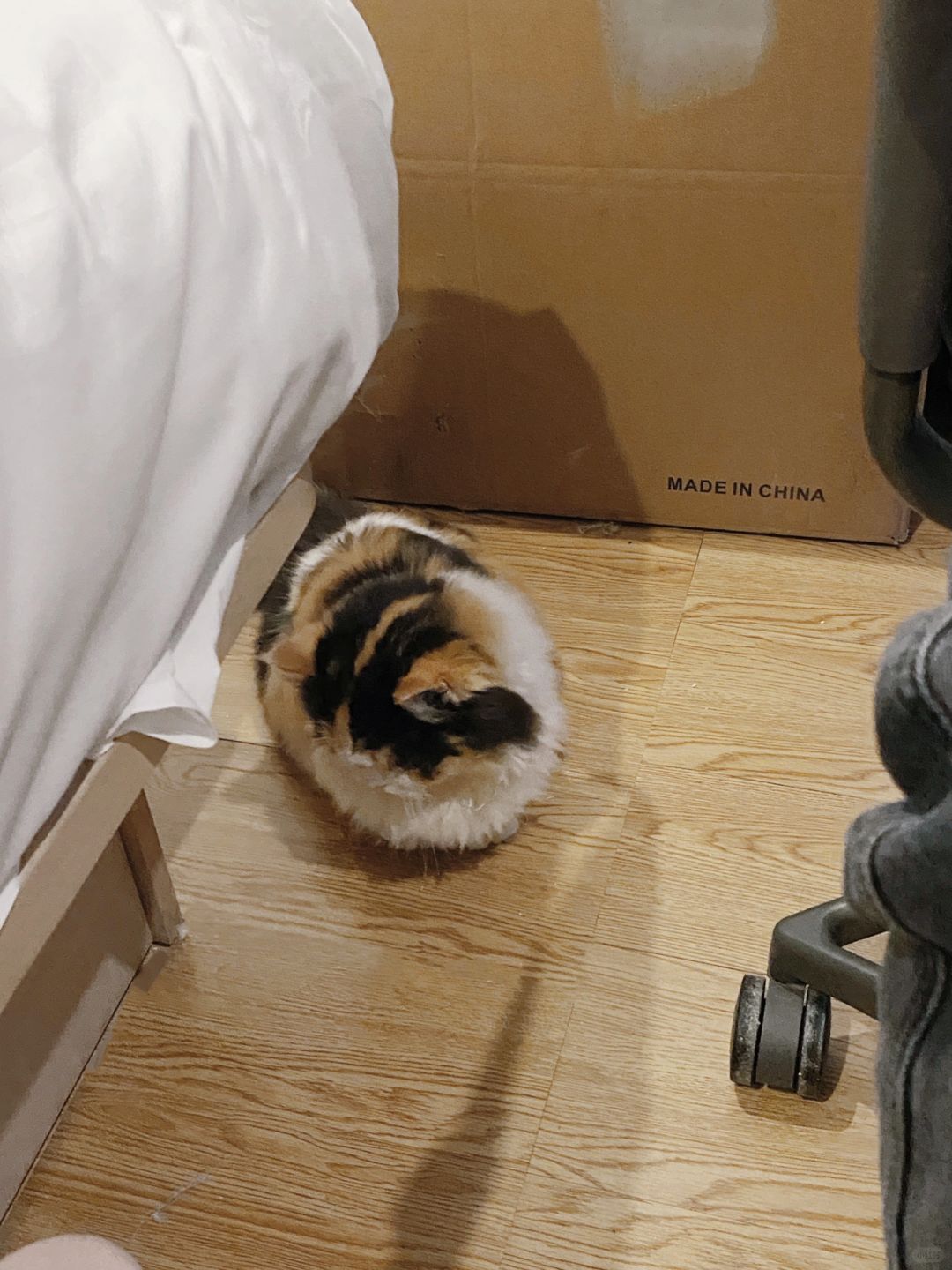 右滑看大变小猫