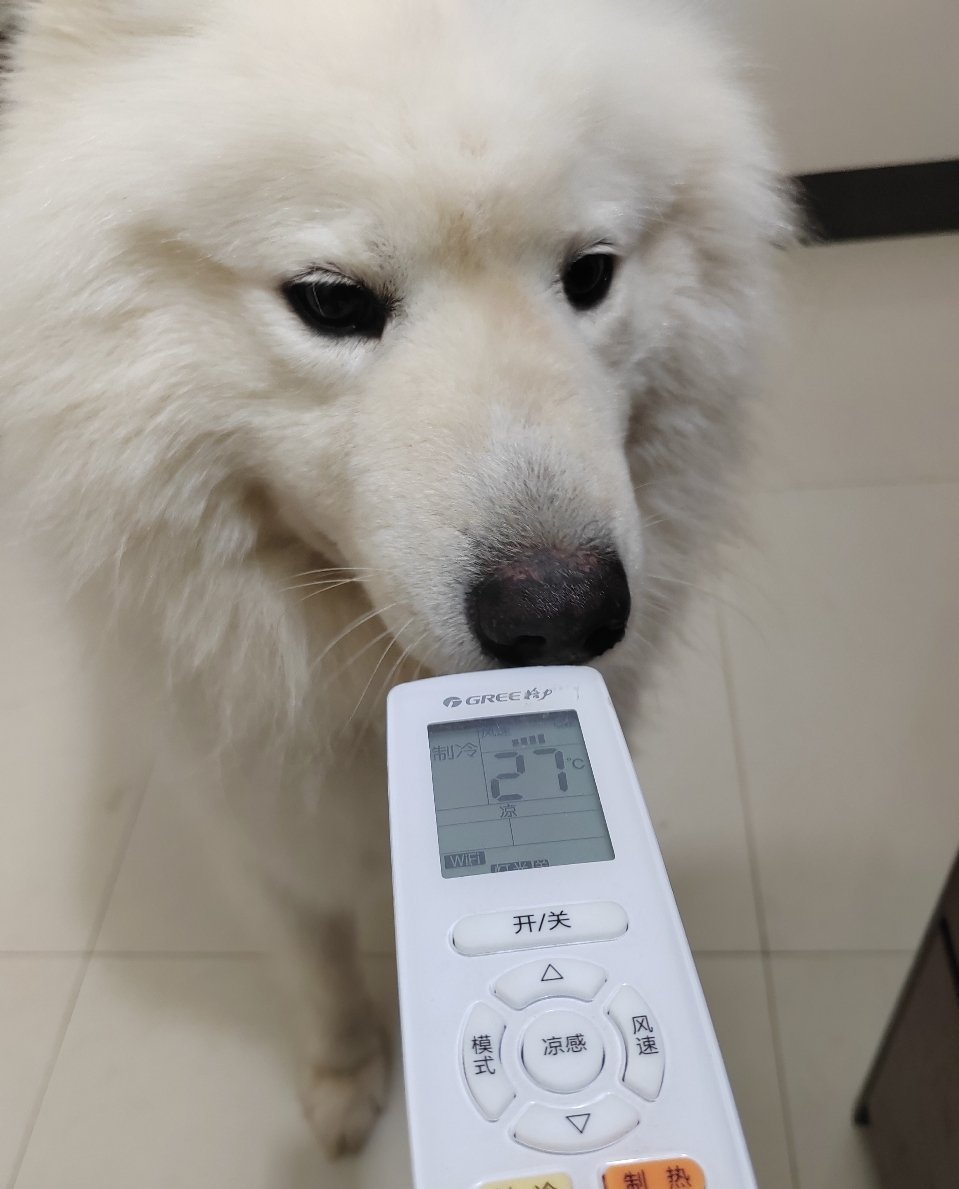 遥控玩具狗。 ​​​