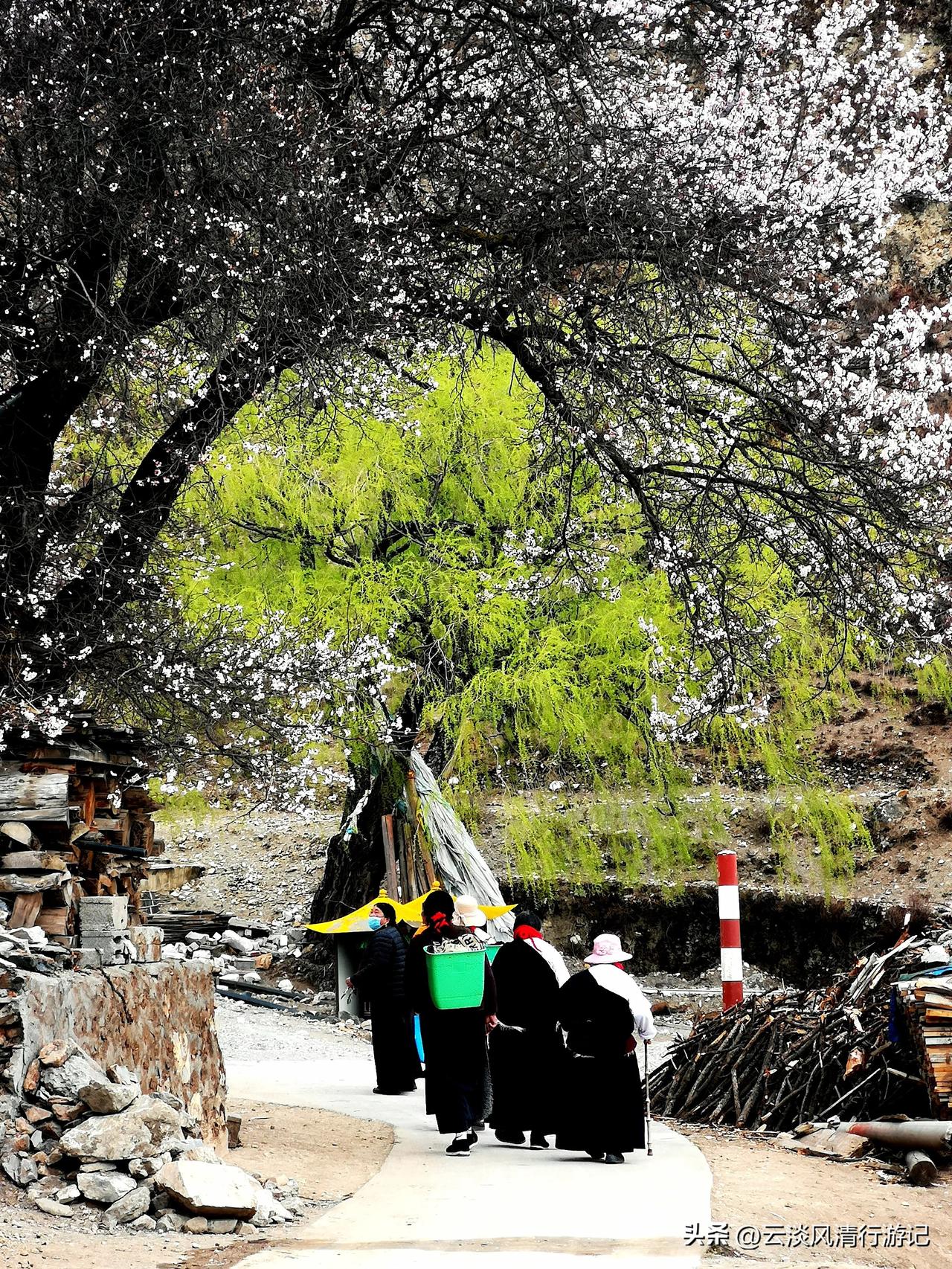 道孚县洛瓦尔村，雪山下高原古杏的遒劲、温柔与浪漫——即使手机摔坏了，八百年前老得