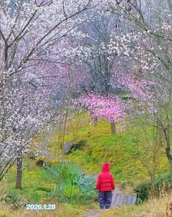 成都1h，开车直达世外桃源，神仙秘境。
不用去大邑崇州人挤人
这条路线赏梅无人