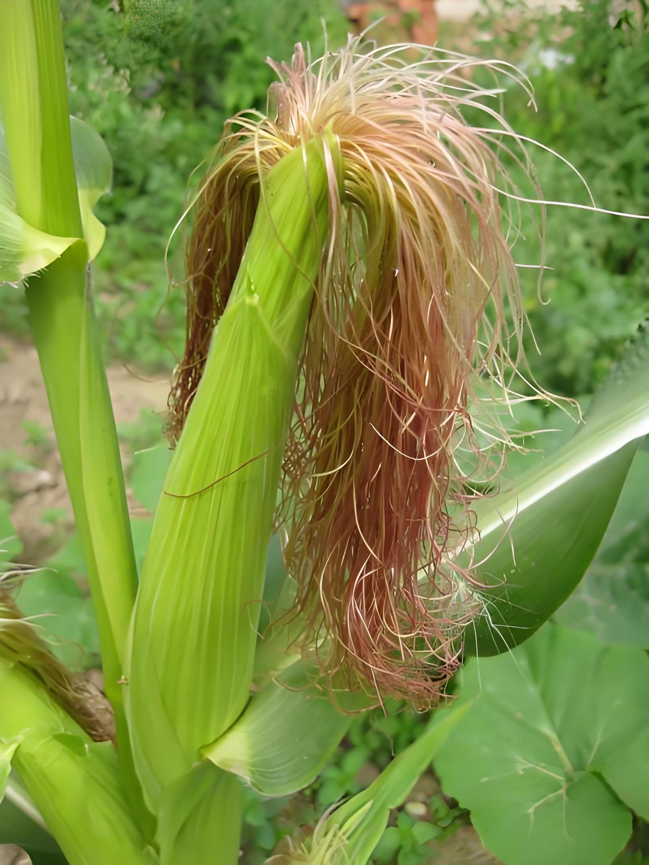 玉米须又称“龙须”，味有点甜，能当茶喝，也可以当药。中医认为它可利水消肿、利湿退