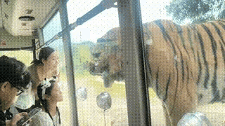 老虎不发威，你当我是Hello Kity？