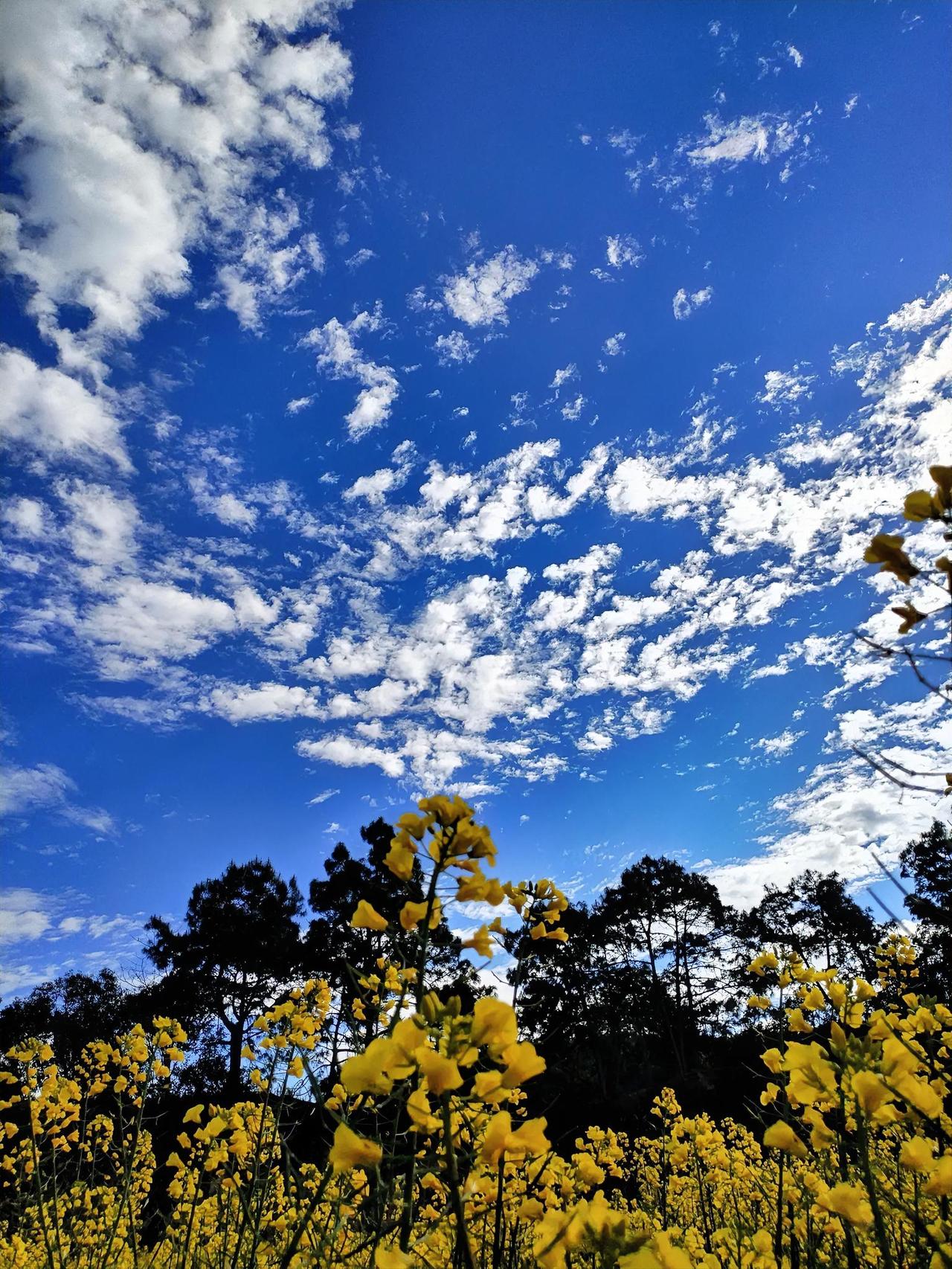 蓝天白云下的黄色花海，美不胜收！🌞🌼漫步在这黄色花海之中，微风轻拂，带着丝丝