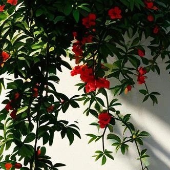 温暖、有趣，不必太激烈，三餐、四季，不必太匆忙，美好的生活，就是把普通烟火过得精