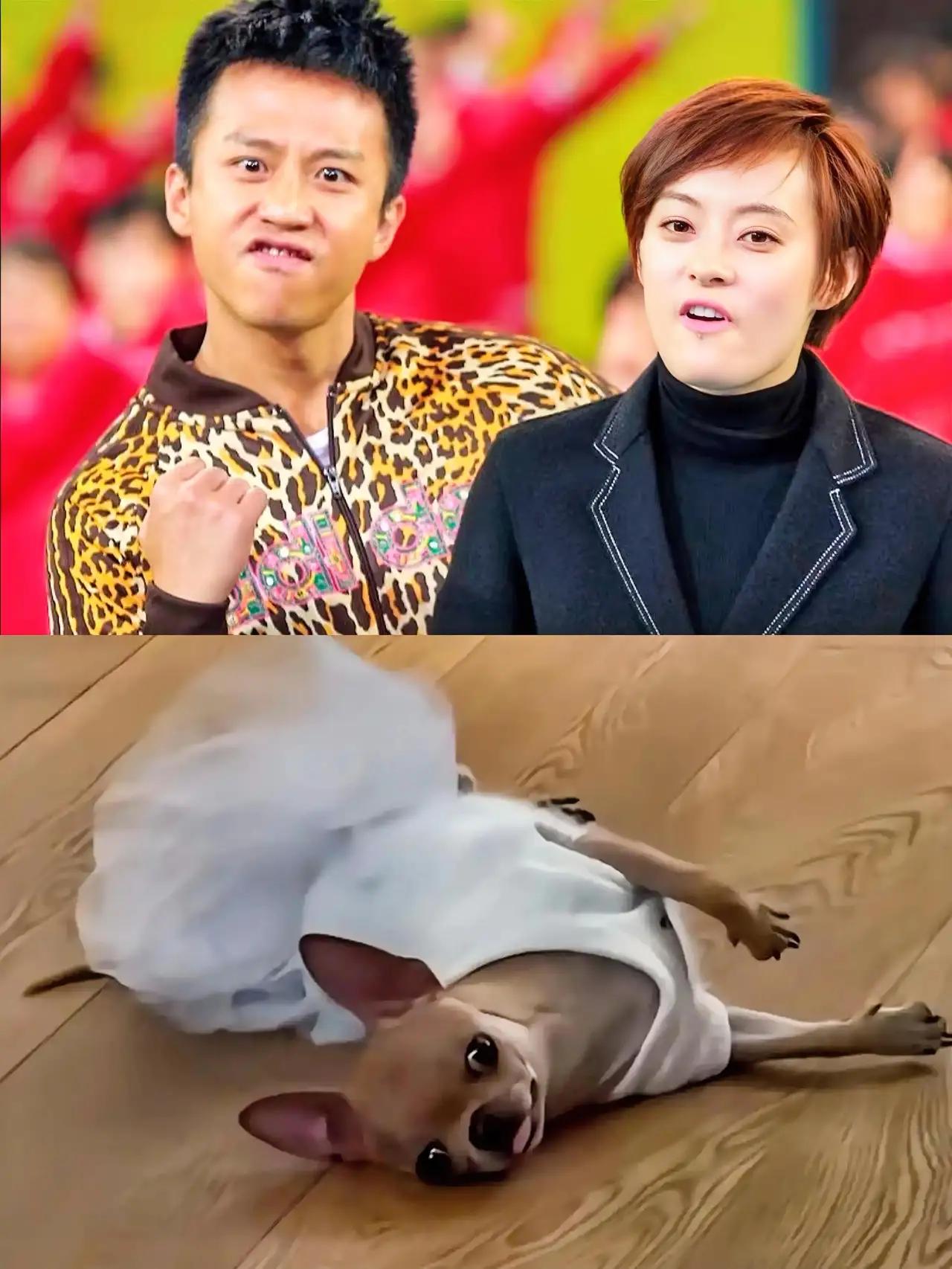 孙俪家“天价”宠物曝光？真相让人大跌眼镜：几百块的吉娃娃，演技却碾压半个娱乐圈！
