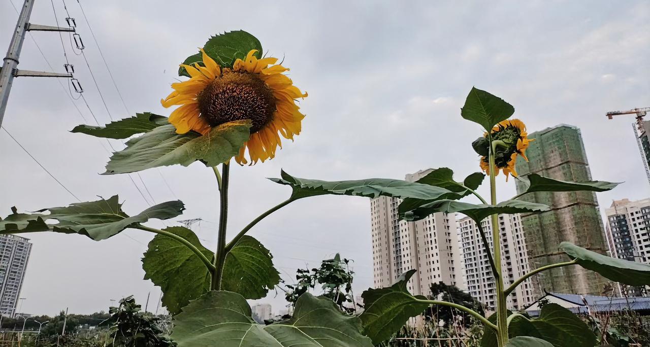 教室里学生们都在听课，最后一排靠墙那个男生又趴桌上了。

我走过去敲了敲他桌面，