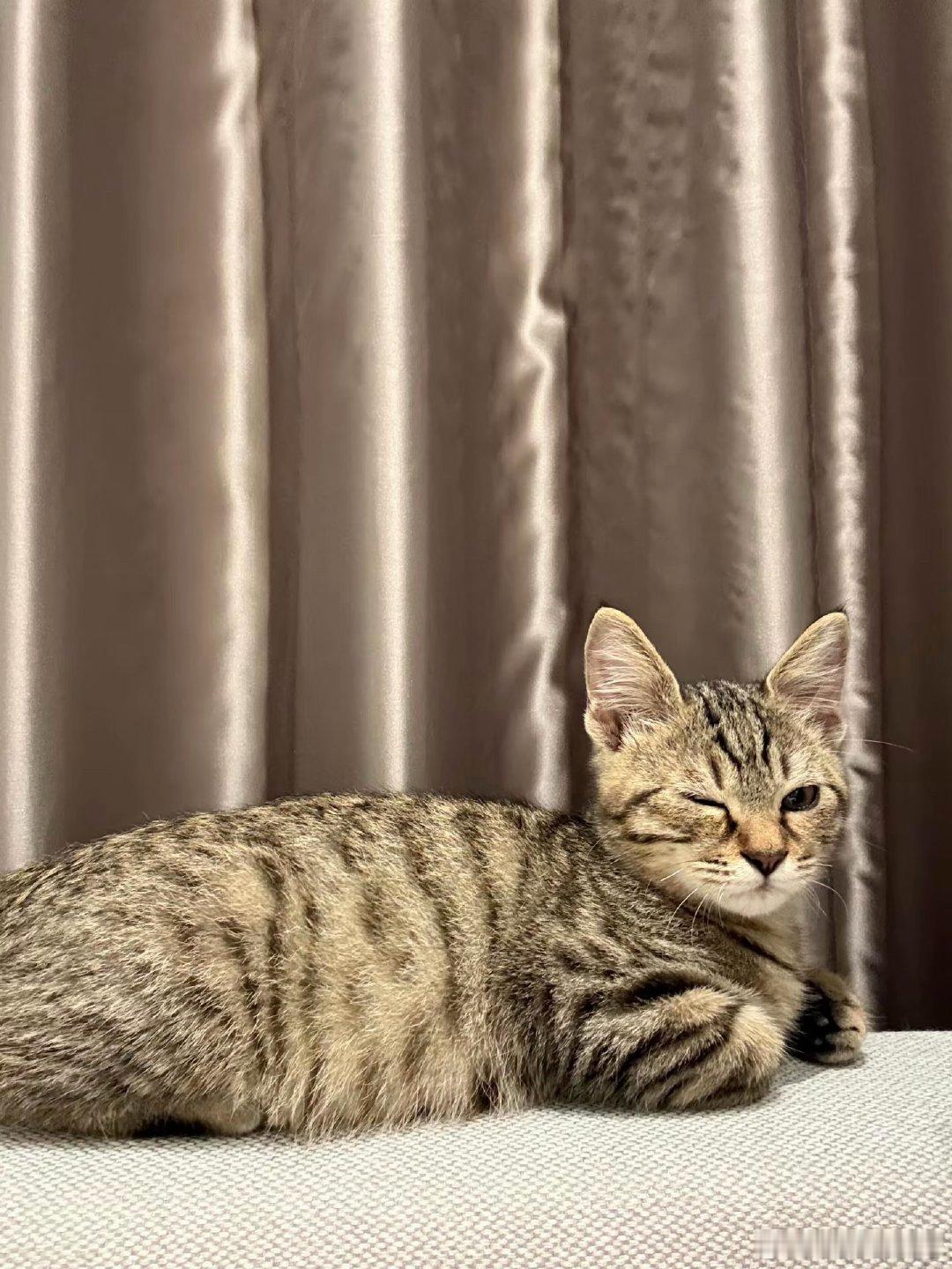 任敏拍摄时捡到的小猫任敏收养拍摄时捡到的小猫，开始以为是个灵珠，其实是个魔丸🐱