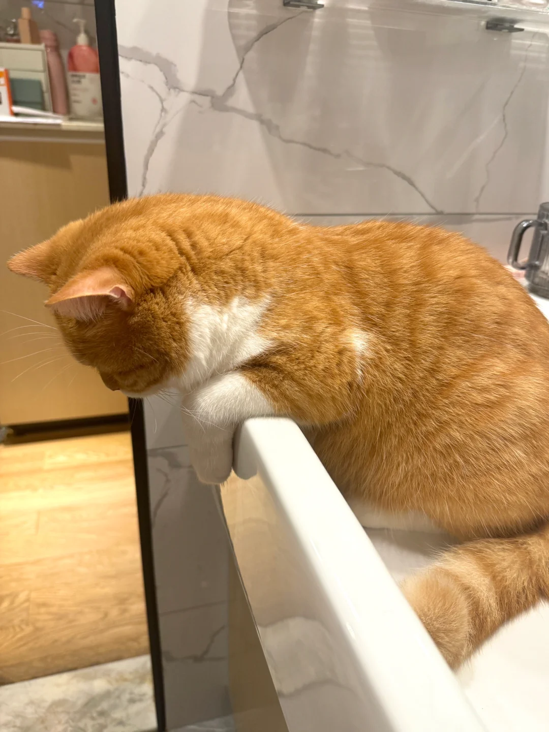 好烦 做猫真的好难