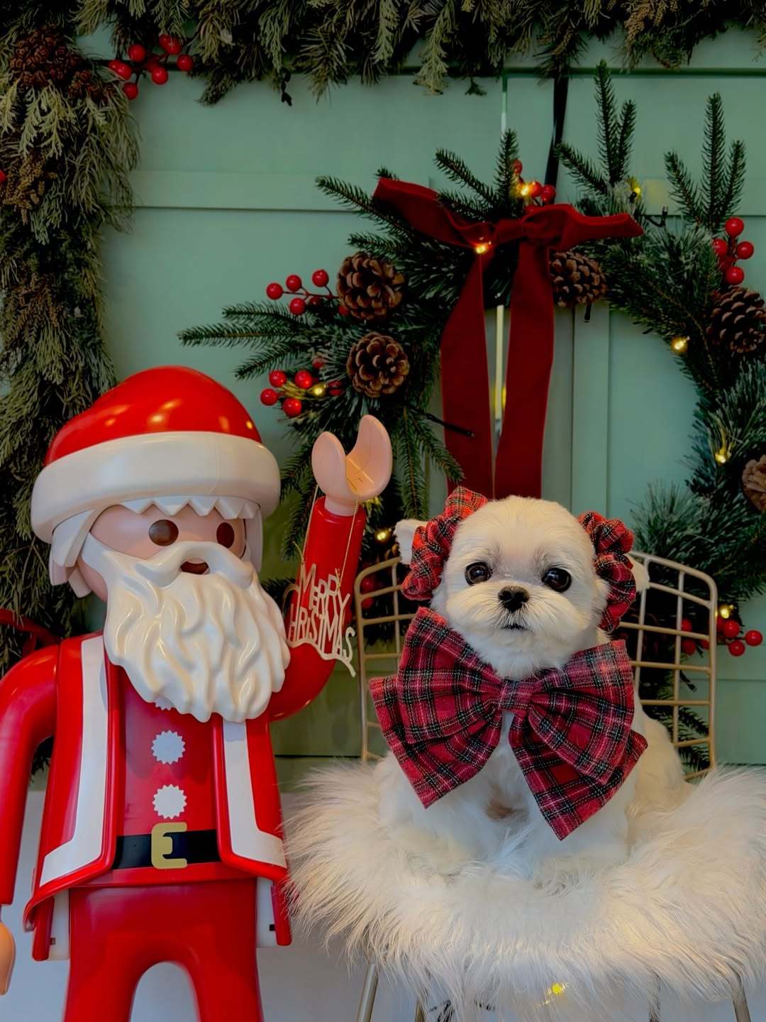 “CB百蓝_。251204利特 IG更新：我的爱 我的家人 我的公主殿下 我的女