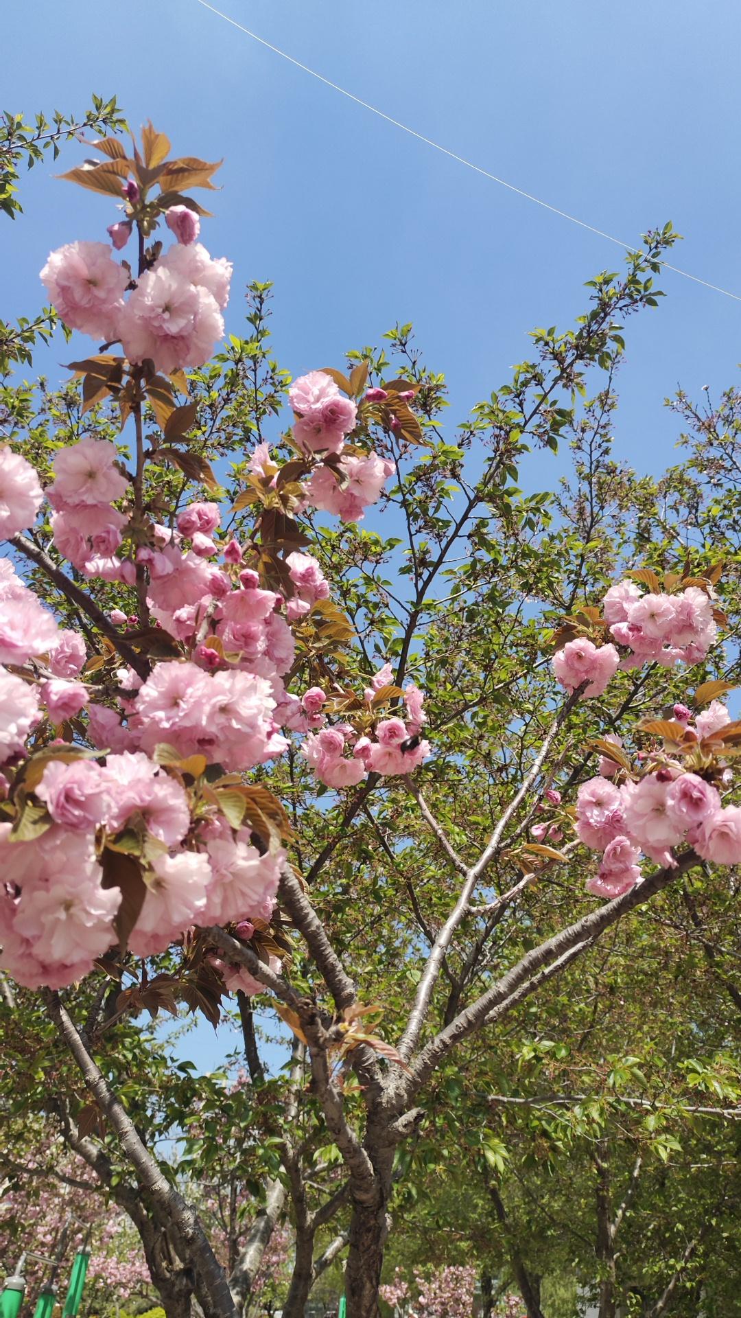 上市公司买私募这事越来越常见了。私募排排网数据显示，截至11月12日，年内10家