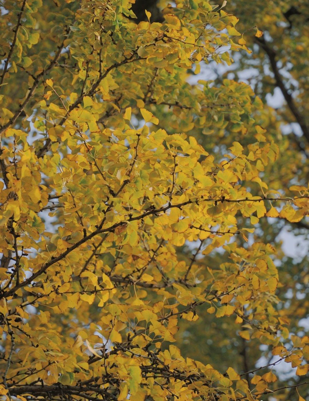 在距离合肥/南京1.5 h的车程外
有一棵超1700年历史的银杏树
其苍劲虬枝间