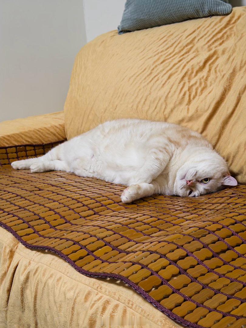 莫名其喵  勇敢的猫先享受麻将席