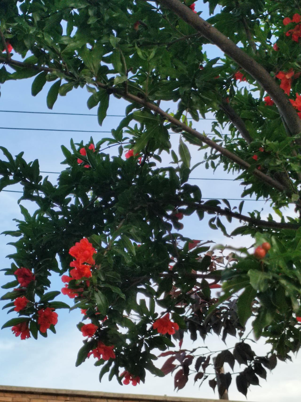 分享图片石榴花榴花燃翠枝，红艳映晴空。绿叶衬着簇簇繁花，缀着初生小果，一树红火，