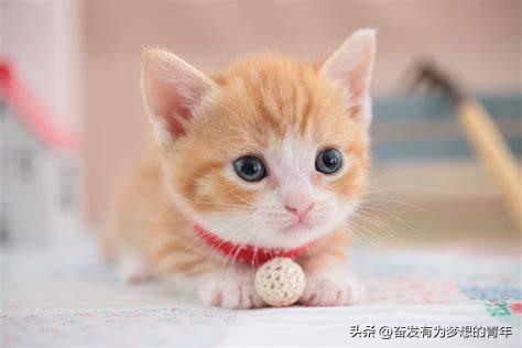 我老公背着我，在宠物店带走了一只小猫，一点儿没问我意见。我，实际上对猫没太大好感