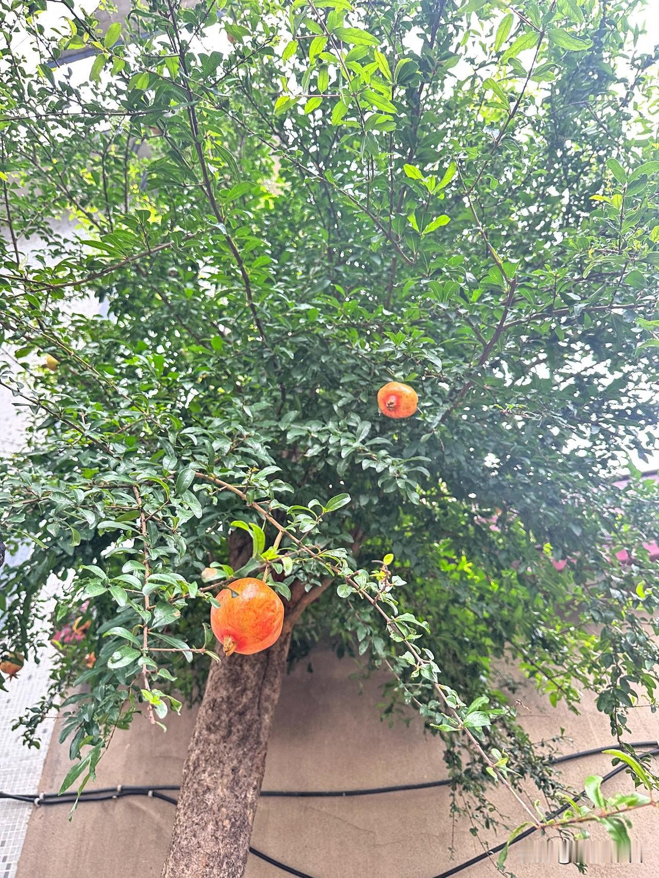 夏日石榴树枝叶繁茂，一颗颗果实静待金秋成熟之时。