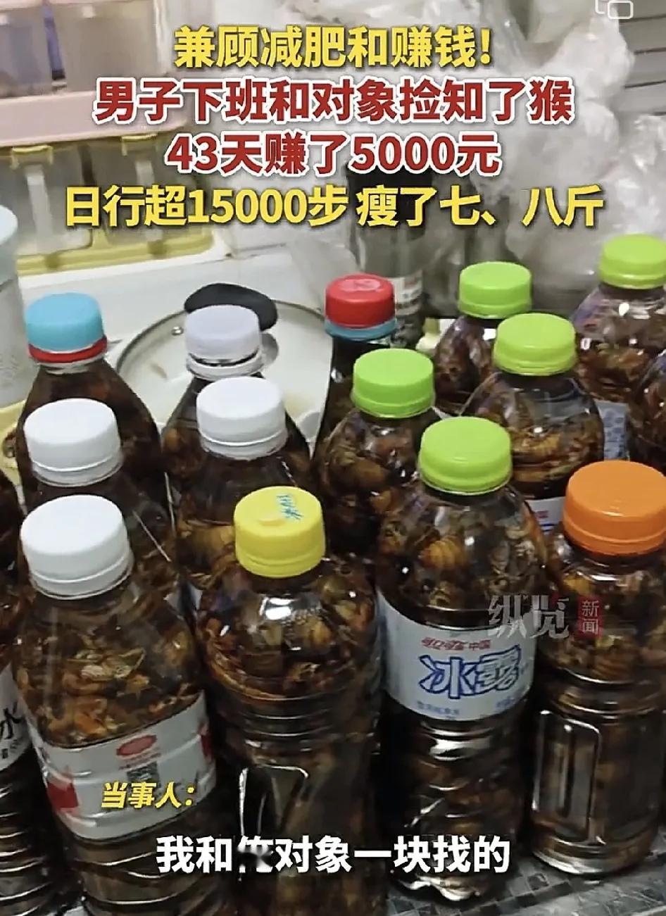 头号创作者激励计划山东烟台一男子分享下班之后与妻子一起到郊外去捡知了猴，一方面是