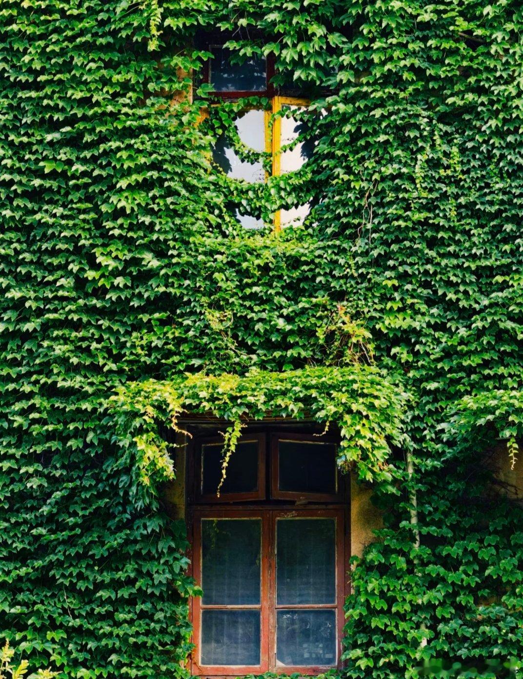 ～365植物心语～ 🌿✨📅 0️⃣6️⃣月1️⃣8️⃣日今日植物：爬山虎（爬