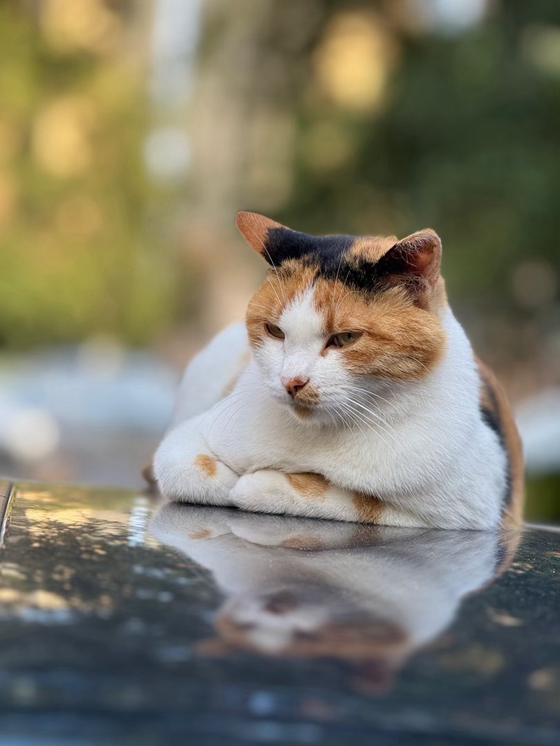 好淡定一只喵🐈 