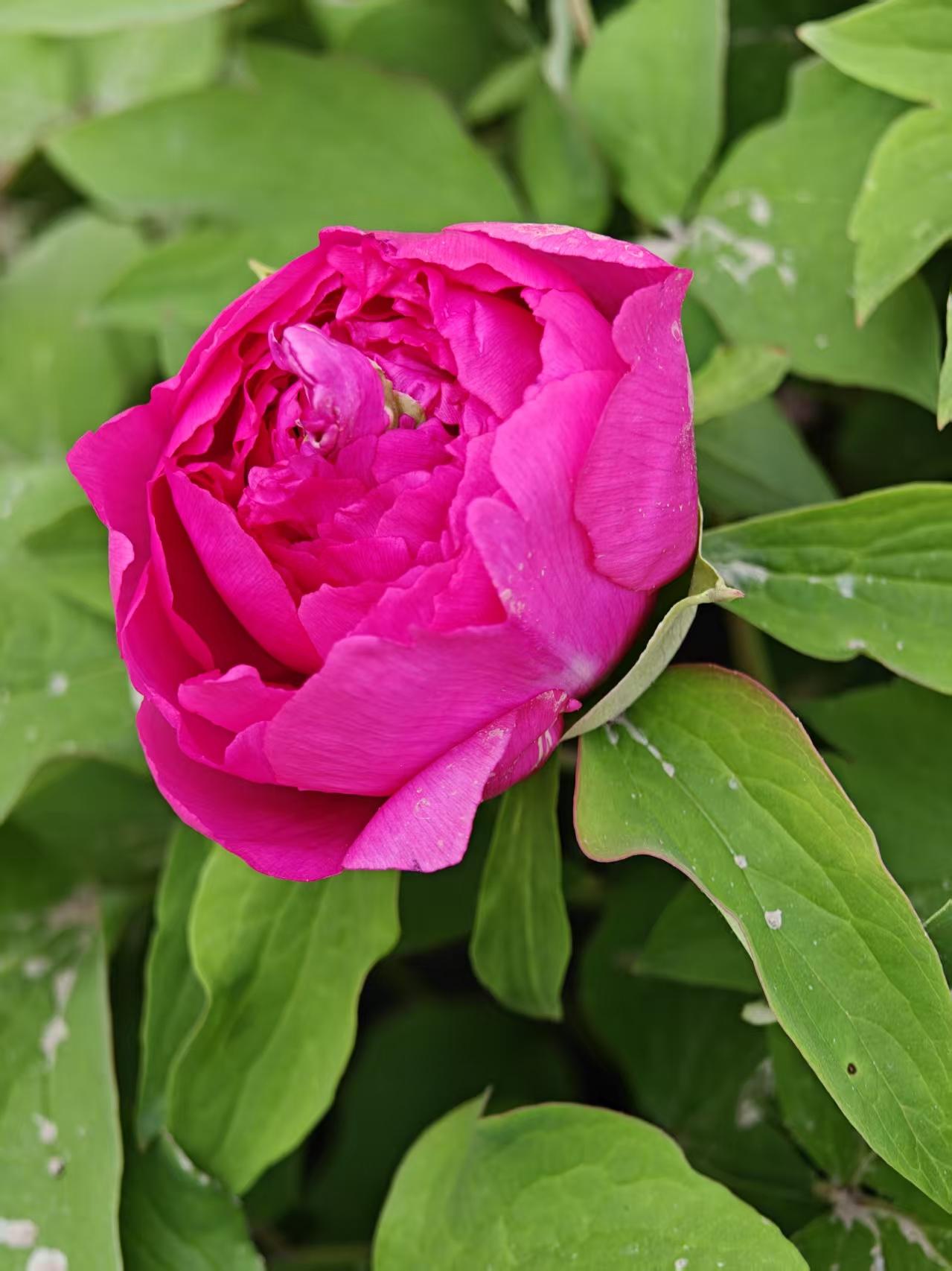｛诗歌｝春日花韵
 
春风拂过大地间，
万紫千红竞芳颜。
牡丹雍容开富贵，
一树