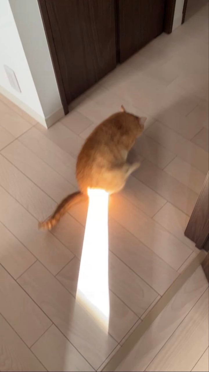 光猫 