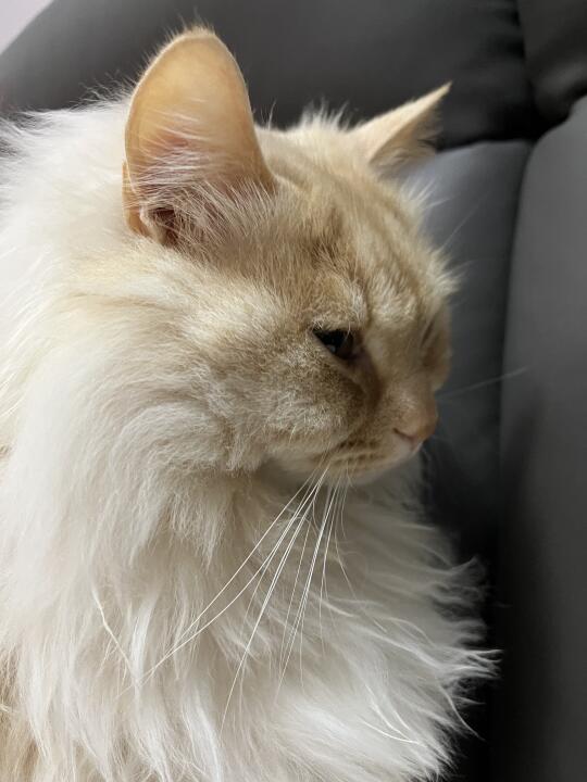 好好rua🐱