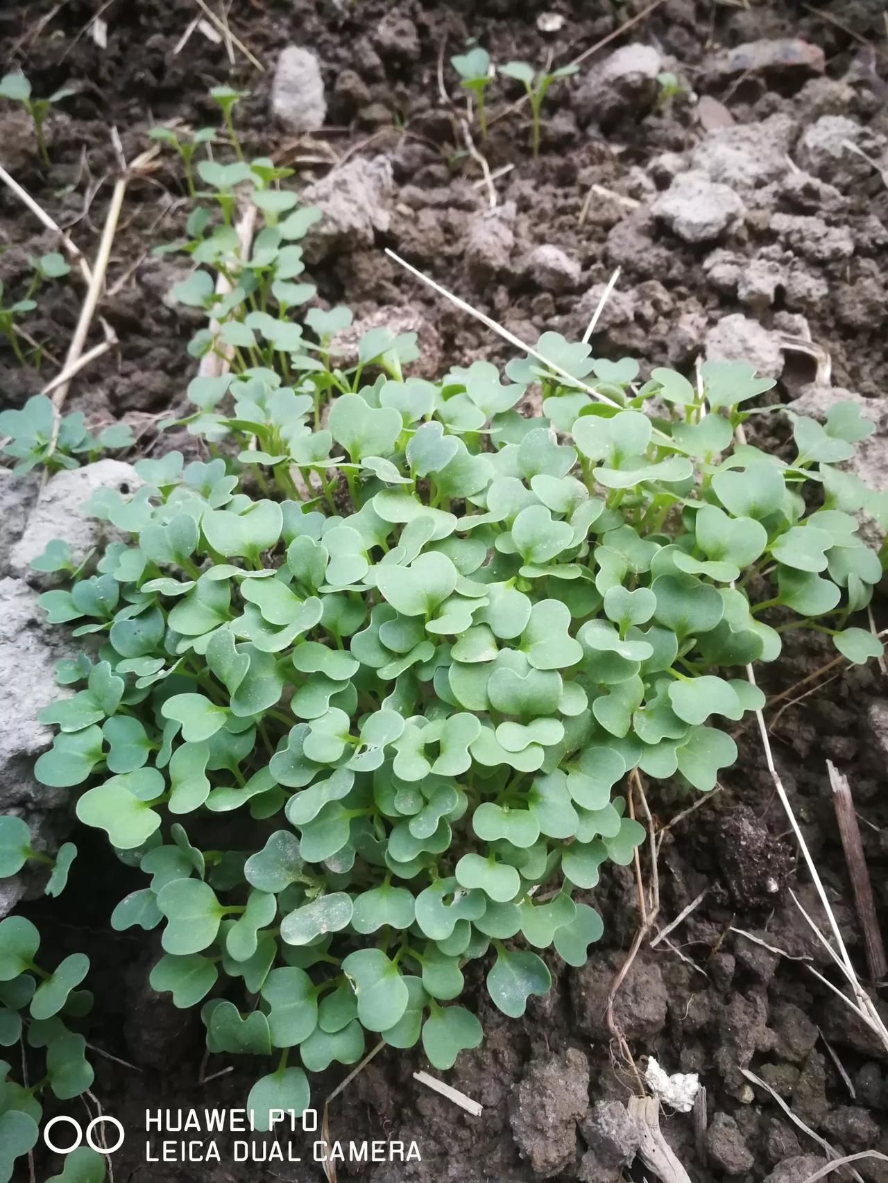 快被自己蠢哭了，播个青菜，播成这个样子[我想静静]

我自以为播得很均匀，还用耙