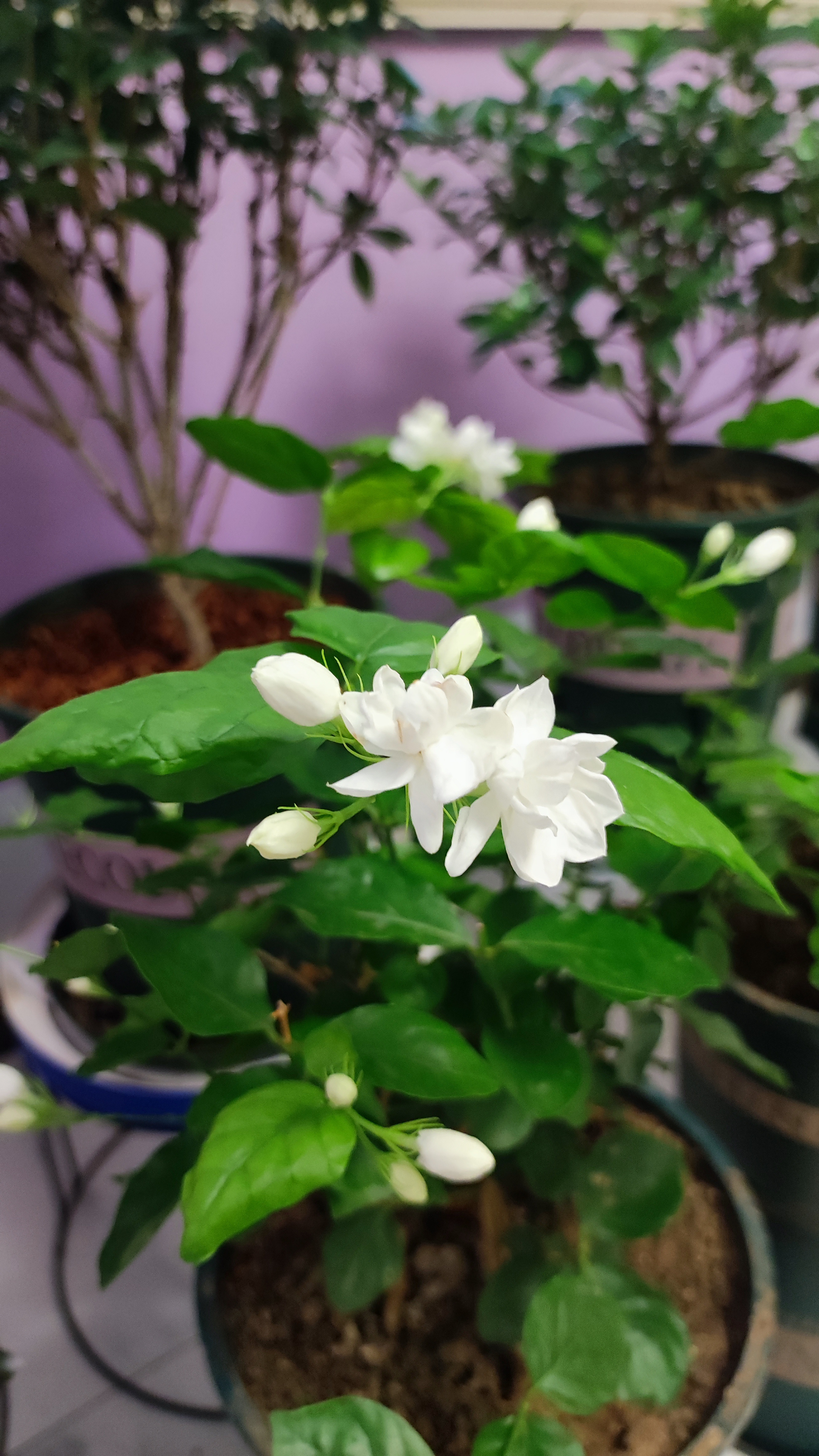 蔡徐坤，托你的福，我的茉莉花养的很好，复花比上次多。[捂嘴哭][捂嘴哭][捂嘴哭