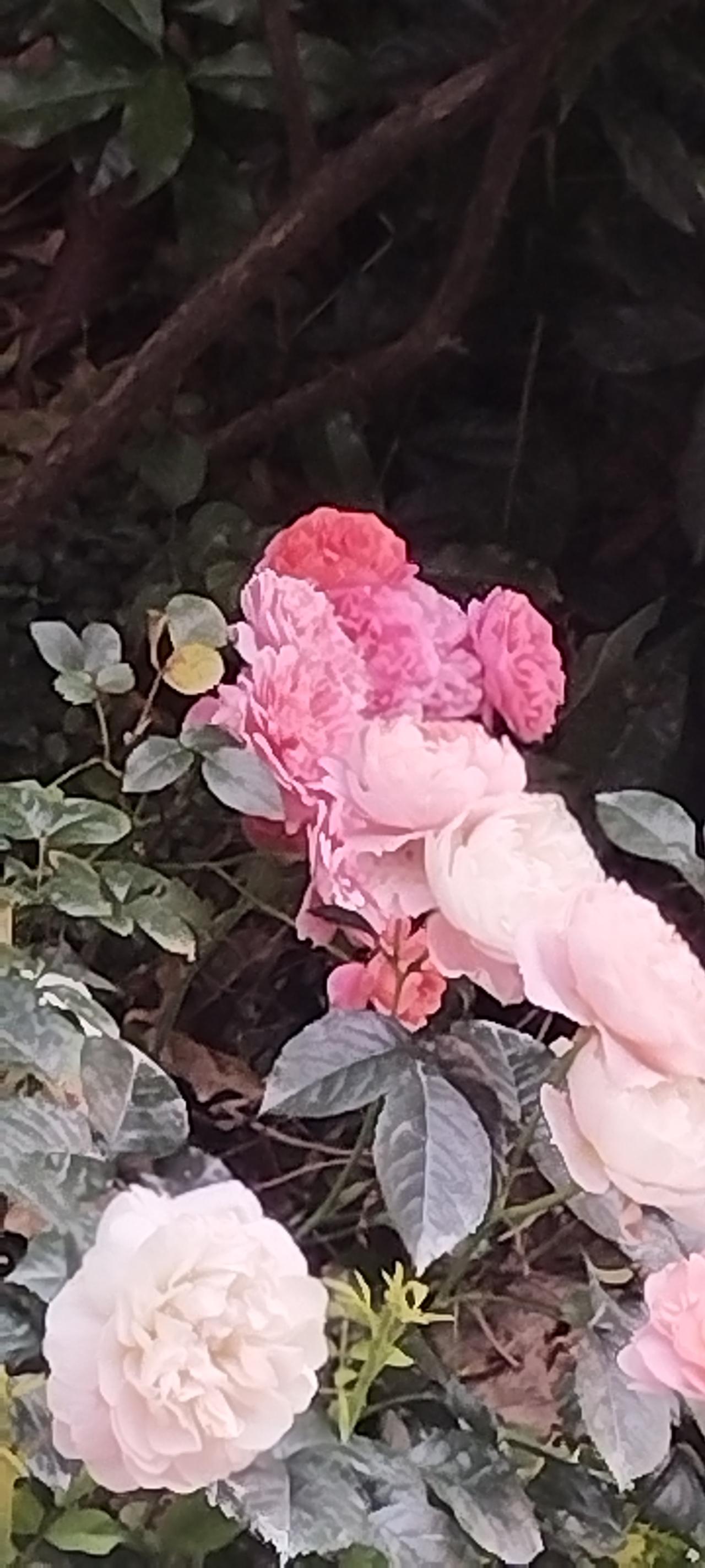会变色的月季花。
