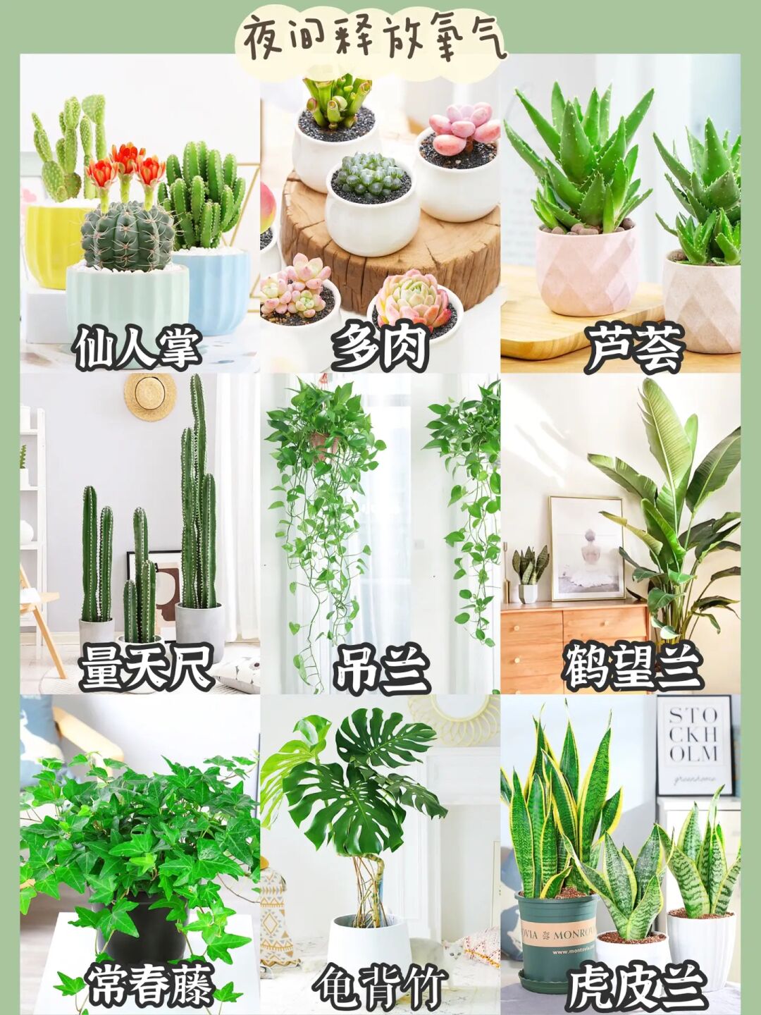 45种高颜值又清新的绿植‼️一整个爱住了啦
