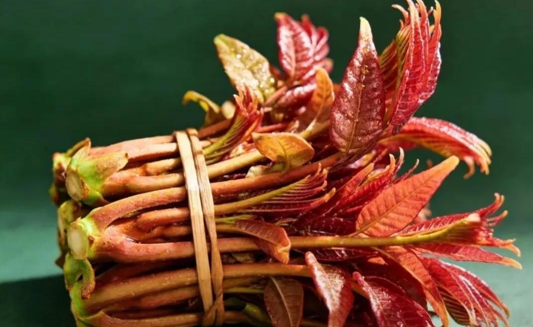 香椿可是一款最好的美味蔬菜，先不管它在春季有什么功效，单凭它的特殊味道就吸引无数