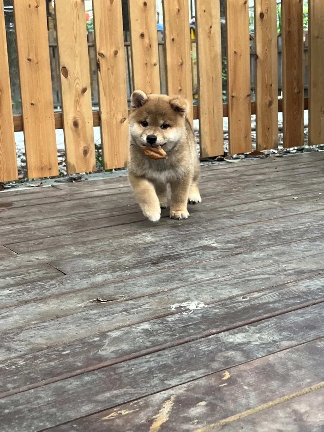 标准柴犬 | 像个小玩偶一样的宝宝