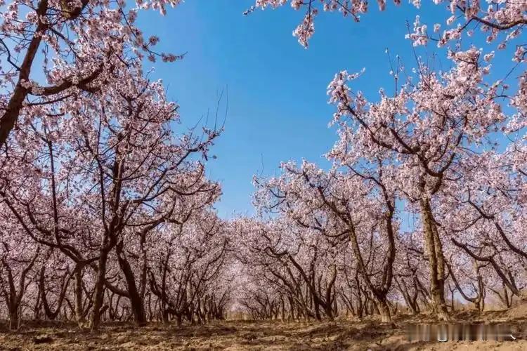 导航石樊鲁！周末杏花盛开等你来

我总觉得，春日最动人的模样，藏在邹平石樊鲁的杏