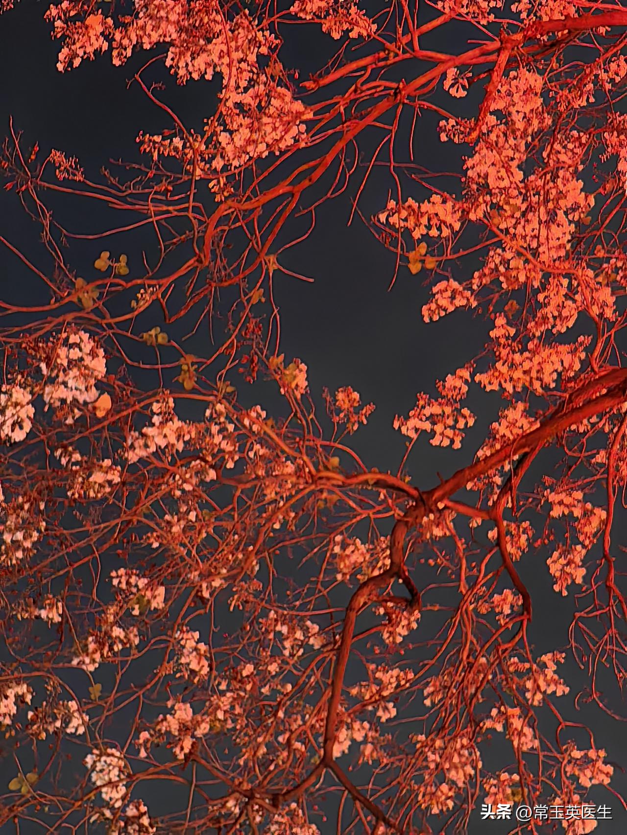 《江城子·马年寄小女》
 
金鞍跃马踏春阳，
护庭芳，蕊初香。
笑靥盈盈，小女伴