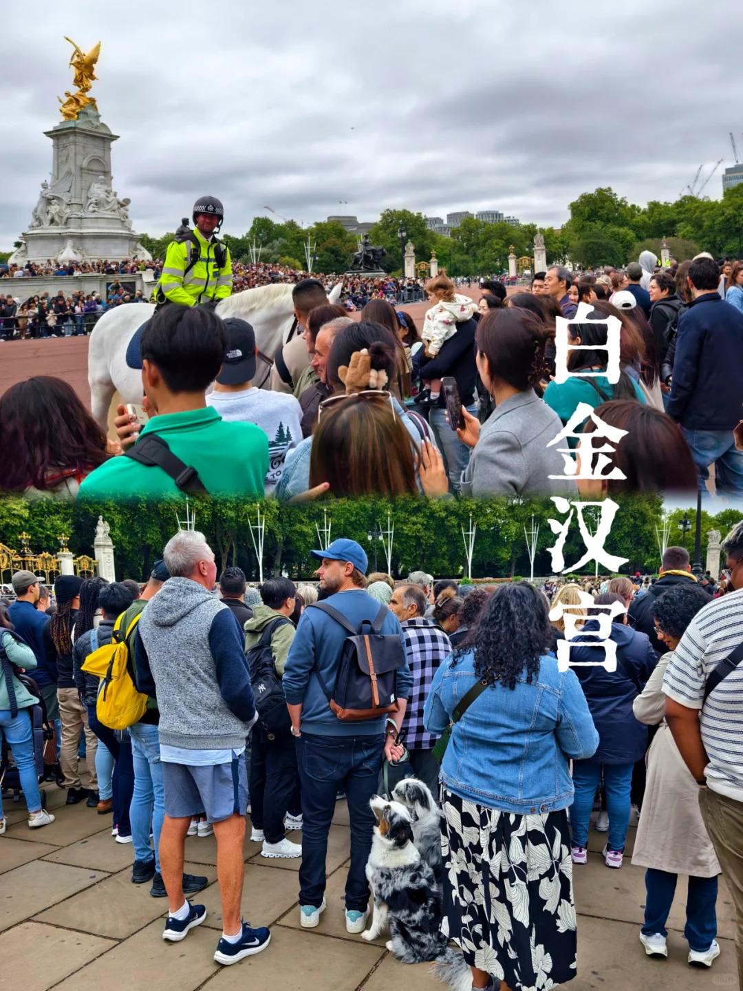 白金汉宫|看换岗仪式，遇到友善的马和狗狗
