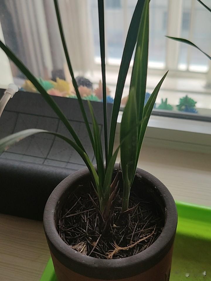 在楼上养兰花是真不好养啊！远没有在农村老家的平房院子里养的省心也状态好。

从买