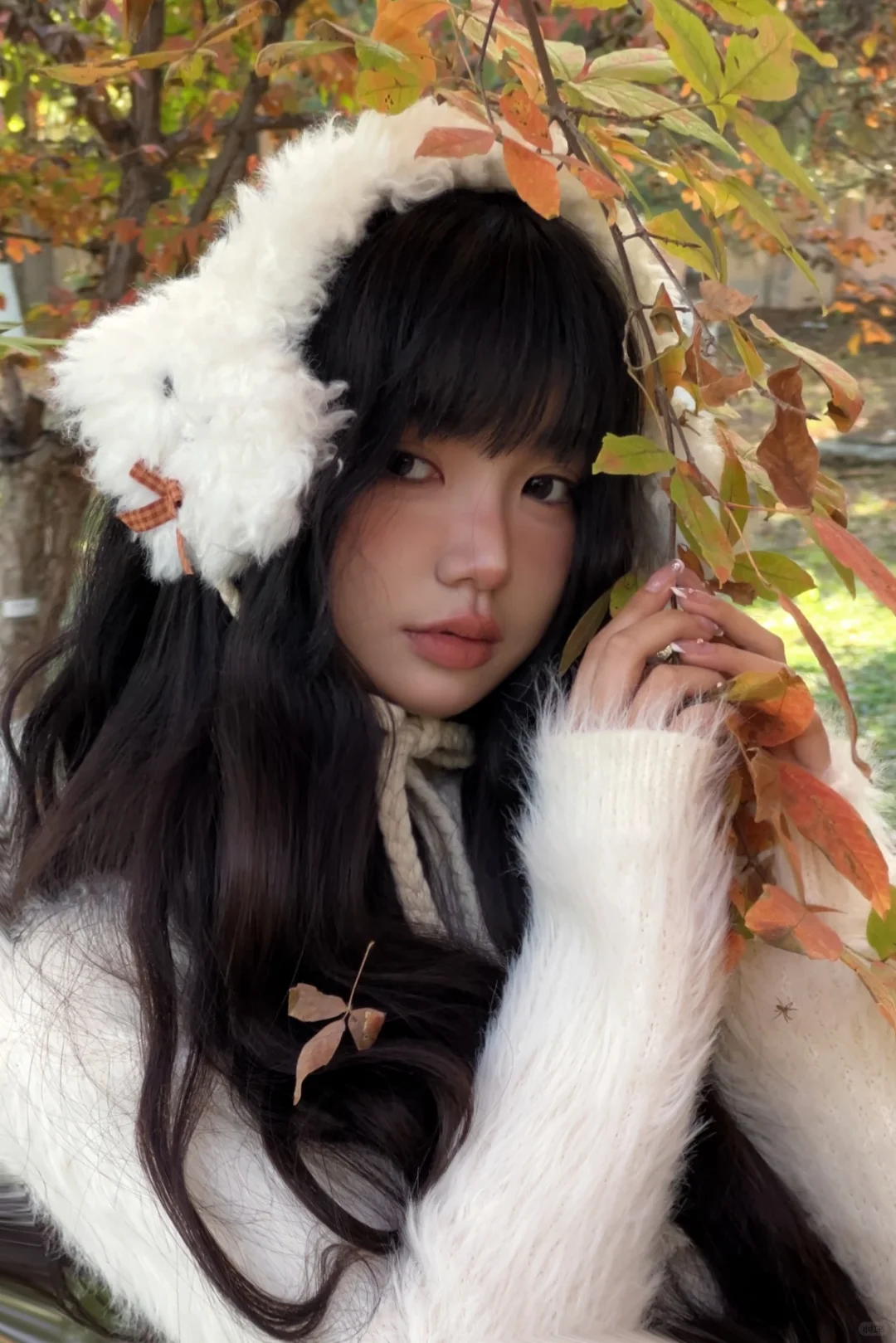 枫