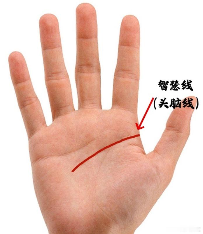 手看求财；智慧线平直伸长，这样的人是理性决策，纹路深刻，代表思维专注，平直代表不