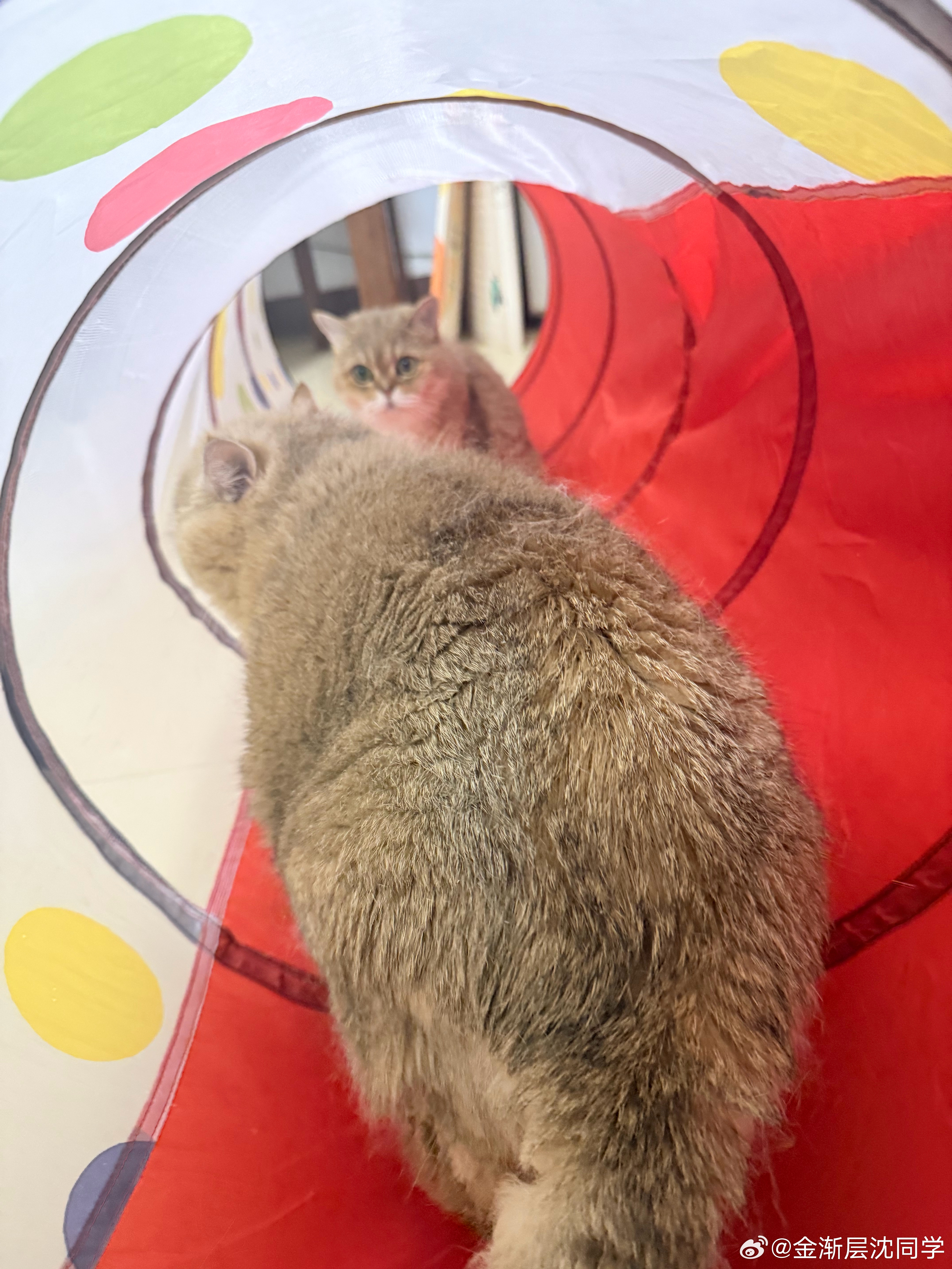 鸡腿猫：前有追兵，后有堵截萌宠猫咪