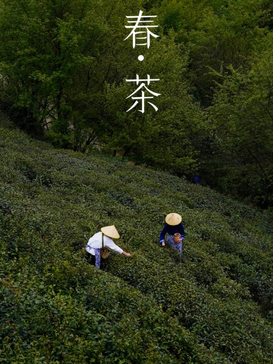 春日旅行｜请一定留一天给都江堰，踏青采茶