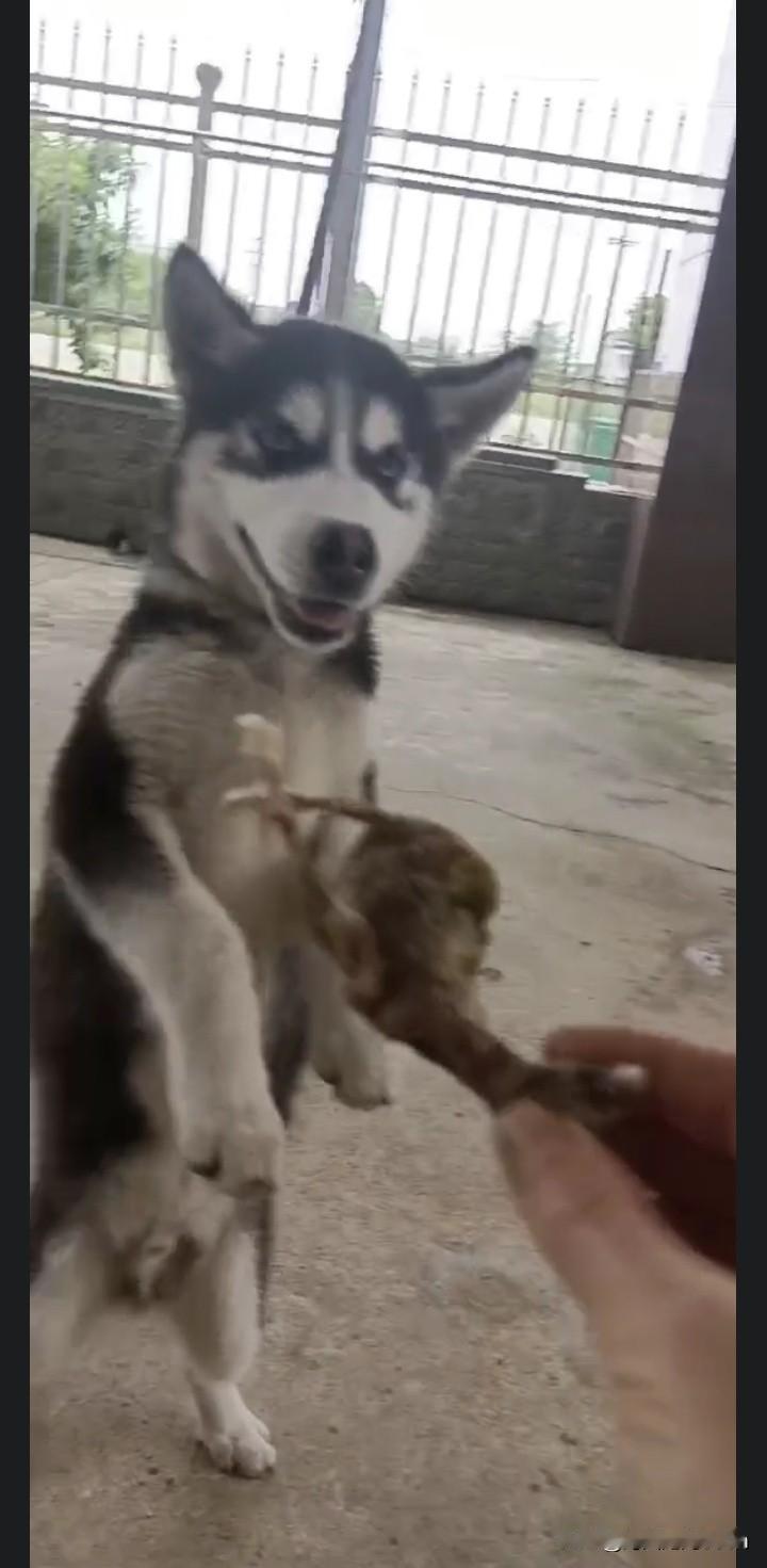 你能分享一张狗或小狗的可爱照片吗